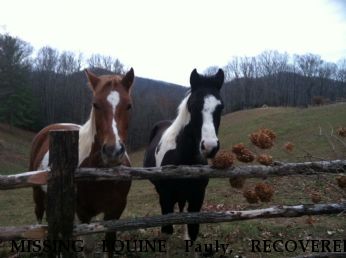 MISSING EQUINE Pauly, RECOVERED Near Banner Elk, NC, 28604